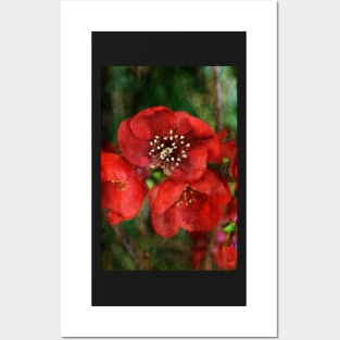 Japonica Blossoms Posters and Art